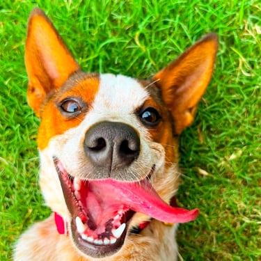 Smiling dog with its tongue out