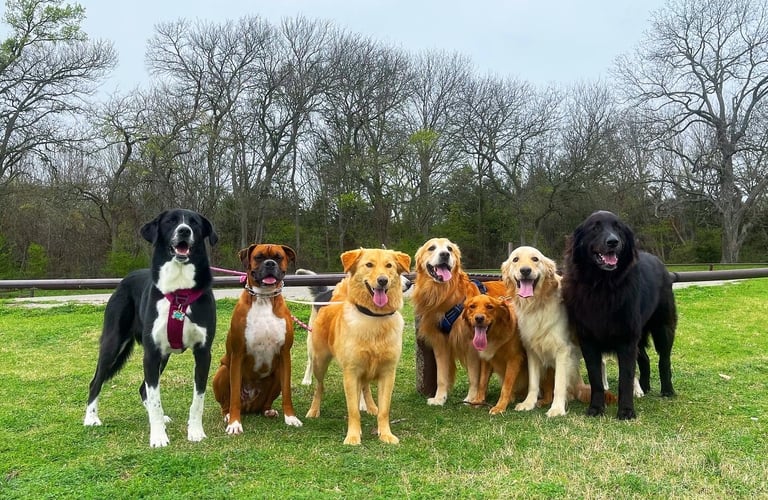 Dog Walks