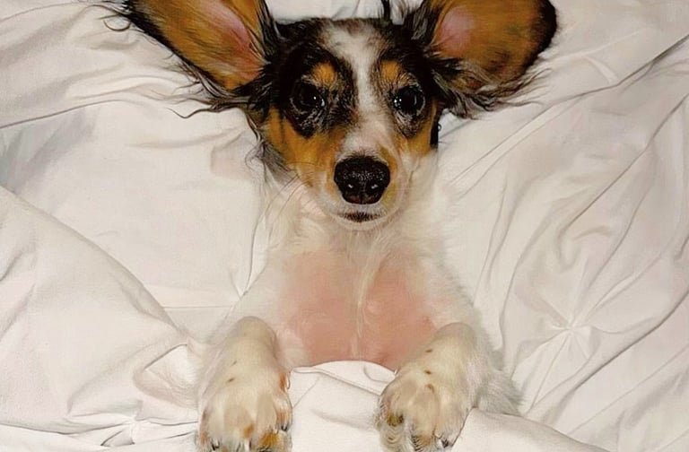 Home-Style Dog Boarding